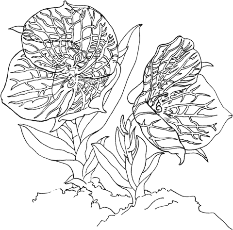 Telipogon Croesus Orchid Coloring Page